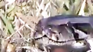 Burmese Python Breeding Hotspot Sparks Alarm