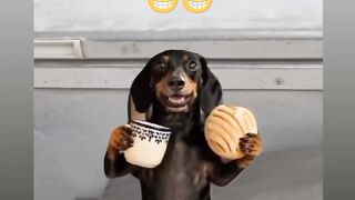 Perro bailando