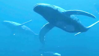 Scientists Finally Have An Explanation For This Weird Whale Behavior