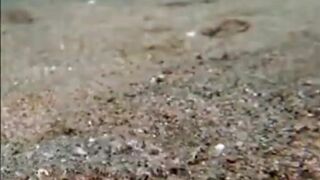 How Does Human Behavior Impact These Sex-Changing Fish?