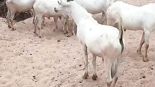 Goat farming 3