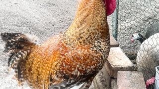 Funny Chicken coop
