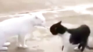 Ti blan pap poze non