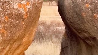 Pumbaa vs Simba