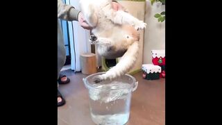 🐱 Meow Meow Happy Cat Song |😍