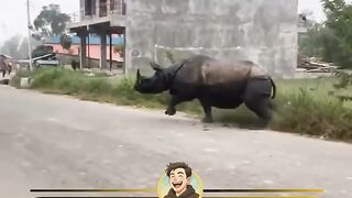 Bikin Jantungan! Badak Liar Nyasar ke Permukiman di Nepal, Warga Kocar-Kacir