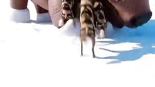 Foxes