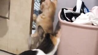 kucang kucing