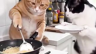 Funny cats 125