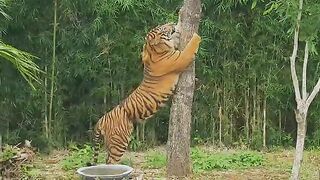 Majestic Tiger Scratching a Tree | Incredible Wildlife Moment in Nature
