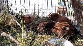 Guine Pigs Enjoying Fresh Grass