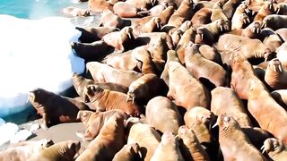 One After Another, They Died In A State Of Panic #wildlife #polarbear #walruses