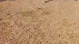 Cattle farm 2