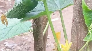 Pepinos