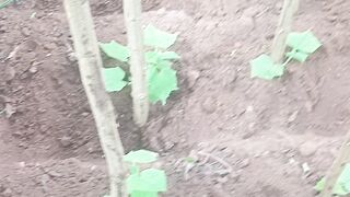 Pepinos 2