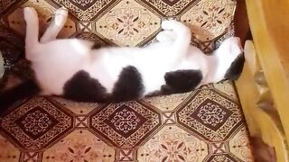 Funny sleeping cat