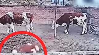 This Calf Thinks It’s a Horse
