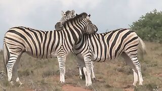 Two Horses are Showig affection