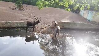 New animal video