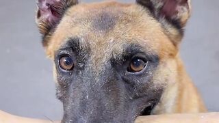 ​"Dog NPC Moment captured on camera