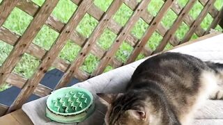 BECROWM Foldable Self Cooling Dog Pad - Quick Overview & Features. #ad  #amazonfinds #skincare#cat