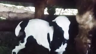 Funny video
