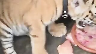 Animal 80