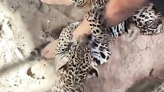 Animal 81