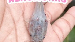 Waspada penyakit Aeromonas telat dikit ikan tewas semua