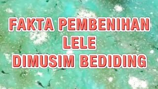 Penyebab air kolam menjadi merah