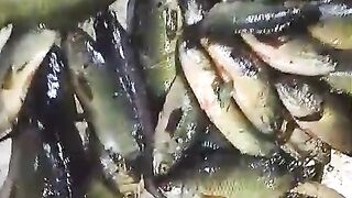 Climbing perch-Collected from local Canal