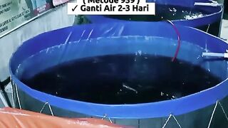 Catfish Cultivation Pond