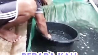Berapa kali sortir lele selama budidaya❓️