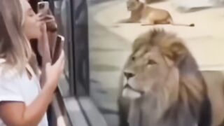 Lioness Powerfull Always