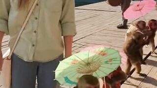 Monkey performance