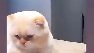 Cat mew millionaire 🤩