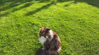 Iris Becomes an Outdoor Cat!
