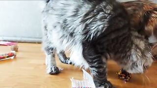 Cats vs Talking Cactus!