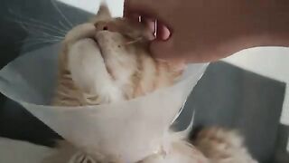 Buster's Recovery