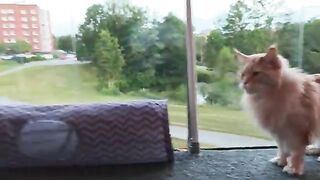 The Bug Invasion!