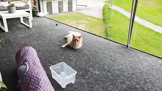Buster's Surgery