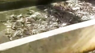 Panduan lengkap cara ganti air kolam lele yang baik dan benar
