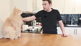 Baking Swedish Cheese Pie With Buster! (Västerbottensostpaj)