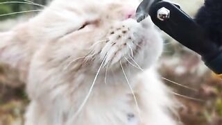 Brushing Buster In the Forest - ASMR