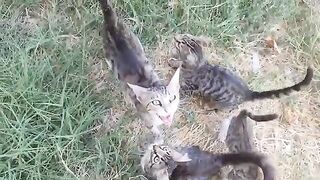 My stray cats finished the food I gave them within minutes.