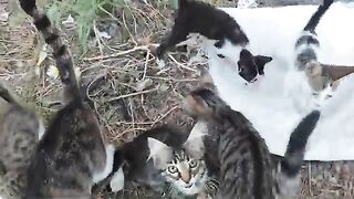 Let's love our voiceless street animals and not forget to help them.