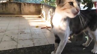 Enjoy your meal, my lovely cats. 3