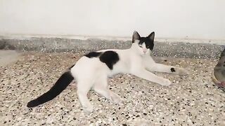 I liked the pirate cat a little bit.