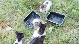 It's extremely hot, please everyone leave a bowl of water in front of your house.