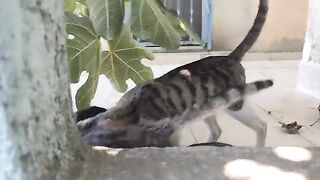 I come home from work and kittens attack me, saying they're hungry.